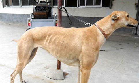 格力犬小狗简介优缺点