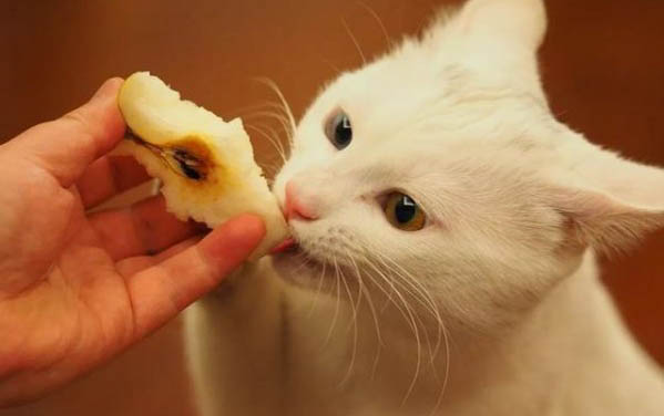 猫咪突然嗓子哑了,叫不出声了怎么回事