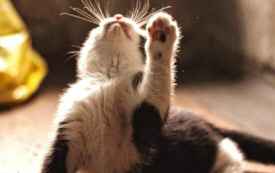 出生几天的小猫突然死了
