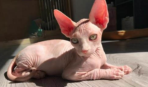 猫咪咳嗽但是精神很好