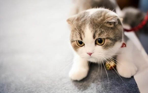 最适合家养的有哪些猫咪