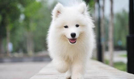 萨摩耶幼犬耳朵发黄是什么原因