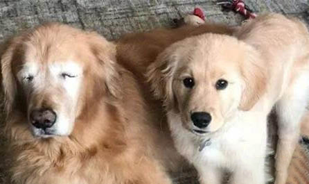 狗狗抓的要不要打疫苗