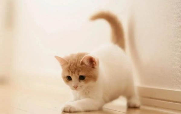 酒精喷在猫咪身上会不会有事？