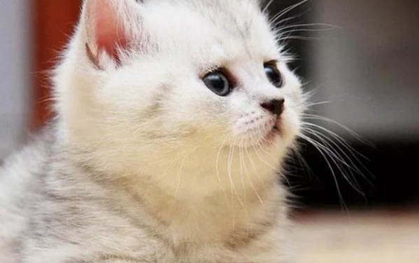 两个月的小猫有点拉稀怎么办