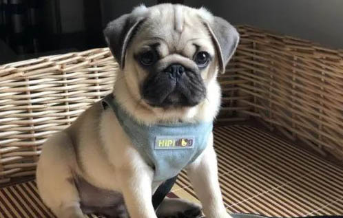 巴哥犬没精神不吃东西怎么办