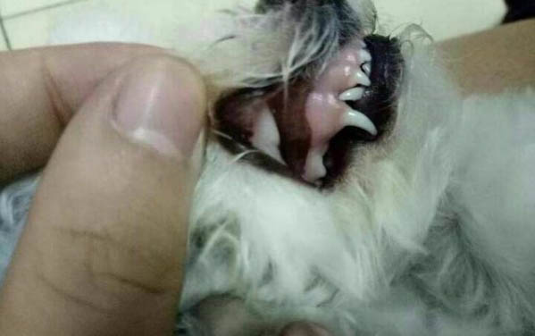 狗狗打完疫苗多久能洗澡