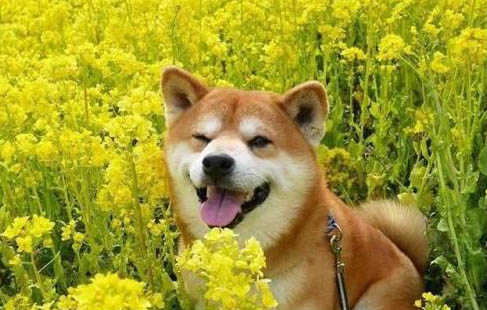 狗狗体内都有细小病毒吗