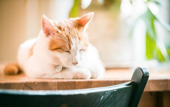 呋虫胺是否对猫咪有害
