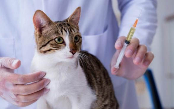 猫猫吐了是什么原因