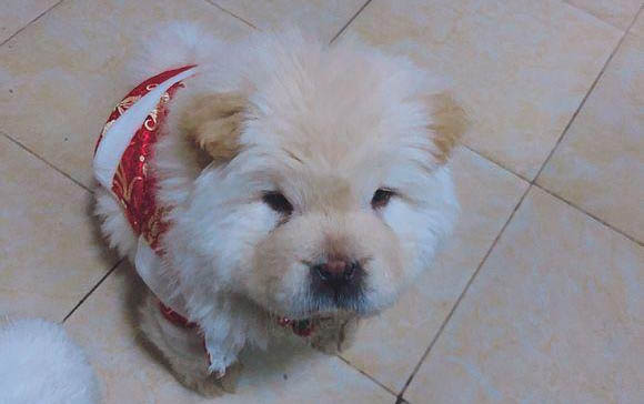 狗狗身上有跳蚤怎么处理?