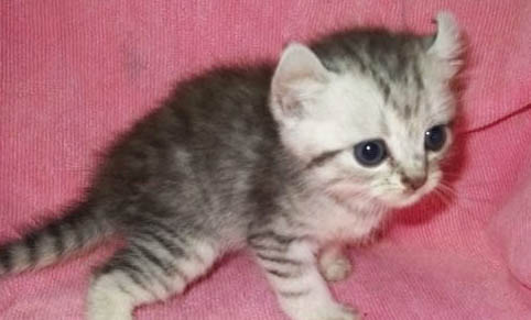 两个月大的小猫拉稀怎么办?