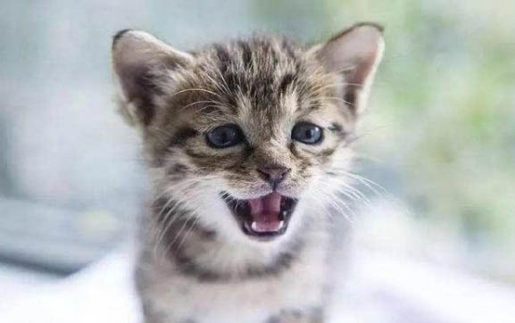 猫咪突然咬我手是什么原因