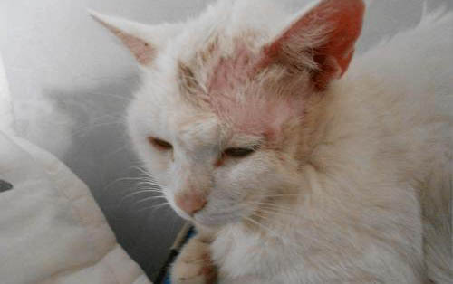 如何训练小猫作揖