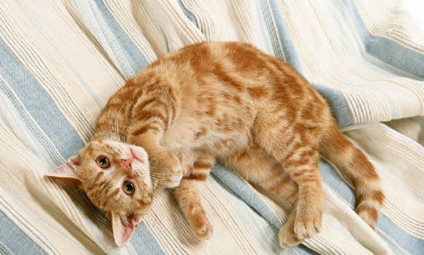 猫的舌头舔人有细菌吗