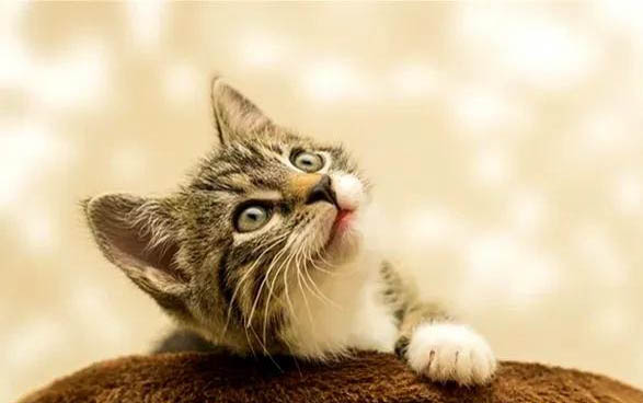 小猫咪肚子鼓鼓的硬硬的是在怎么回事