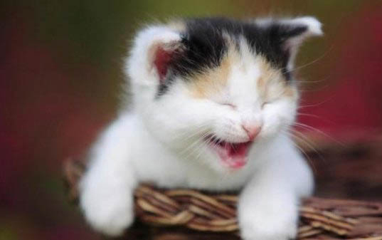 猫咪一天喝多少水算正常