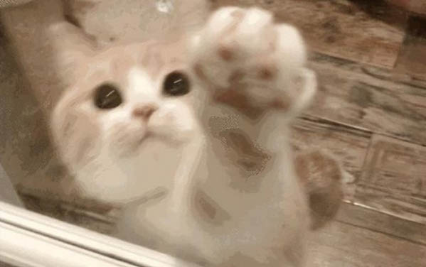 猫咪吃了异物多久能判断没事
