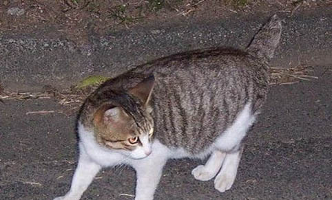 猫咪怀孕有哪些症状
