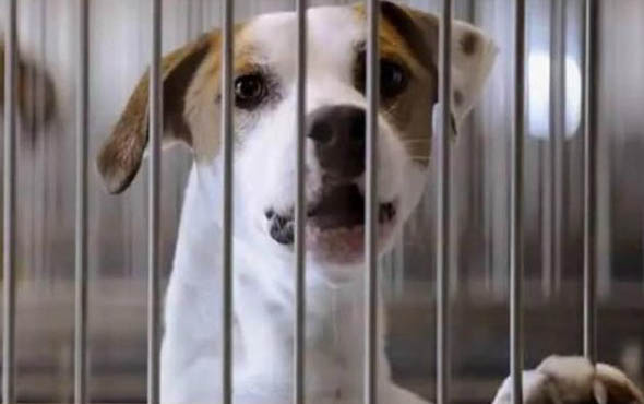 狗狗血虫病的症状