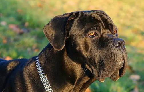 卡斯罗犬鼻子出血的原因及处理方法
