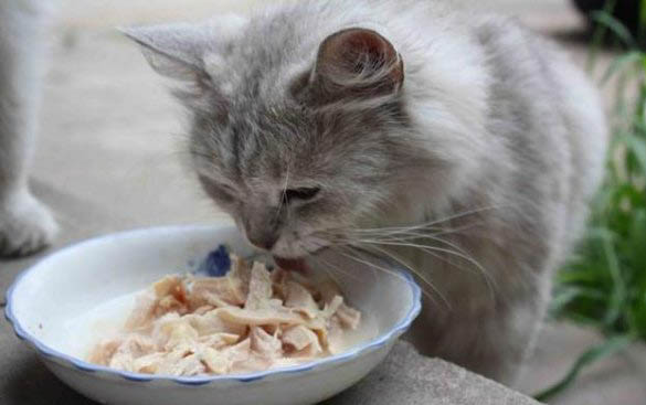 刚出生小猫多久不喝奶会饿死?