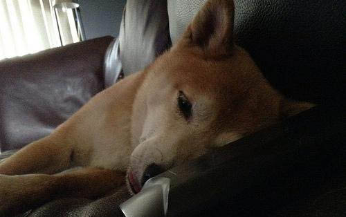 狗狗误食84多久有反应