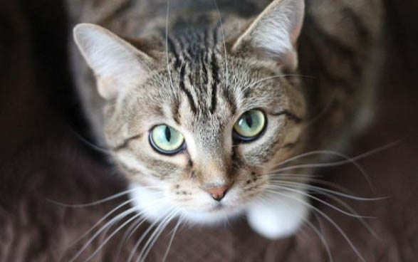猫咪知道自己被绝育了吗