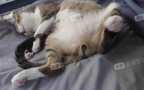 猫坐车会晕车吗
