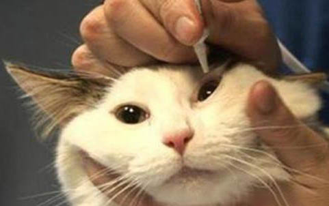 猫能喝酒吗?