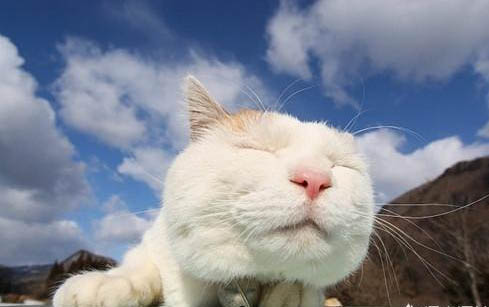 猫咪得了肠胃炎还拉血了该怎么办