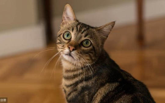 猫癣需要剃光毛发吗