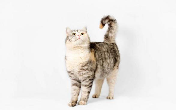 小猫咪不拉屎怎么办