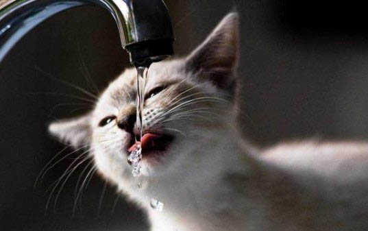 猫咪经常呕吐