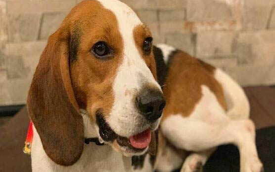 如何奖励比格犬
