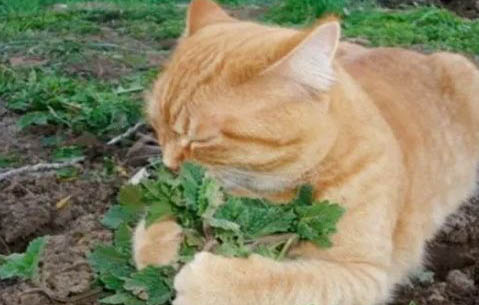 怎么教十个月大的猫咪用猫砂