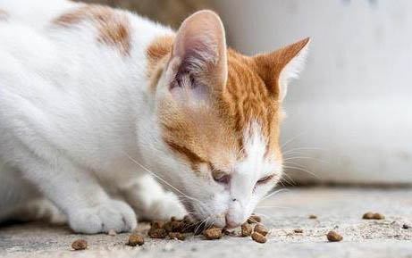 猫冠状病毒治愈了还会传染吗