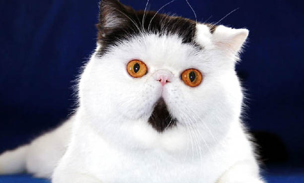 异国短毛猫脱毛原因及处理方法