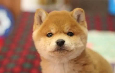 三门峡哪里有卖柴犬