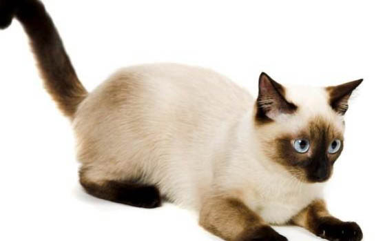 猫咪肺炎症状表现