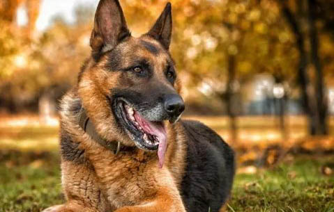 德牧幼犬多少天断奶