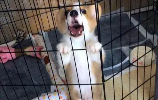 狗牌去哪里办理?