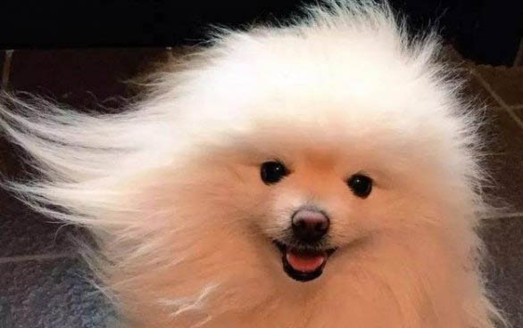博美吃什么狗粮最好