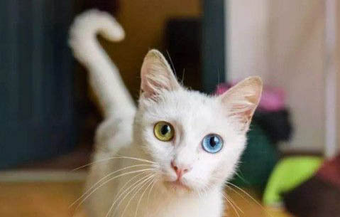 猫咪绝育后多久可以吃东西喝水？
