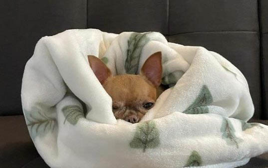 狗狗怀孕初期症状