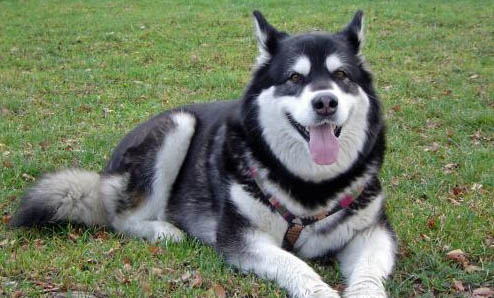 三个月的阿拉斯加犬感冒流鼻涕怎么办