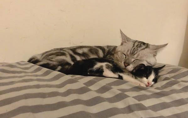 小猫一天睡多久？