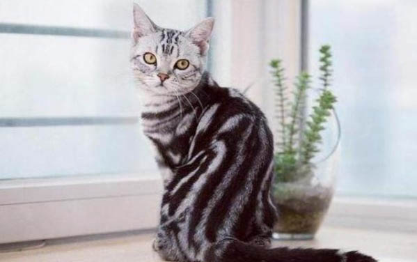 猫的急性肾衰竭成活率
