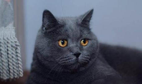 英短蓝猫好怕冷吗