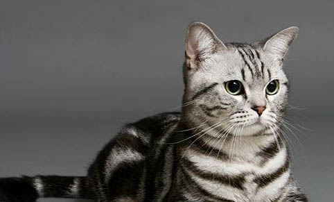 猫毛剃光多久长出来